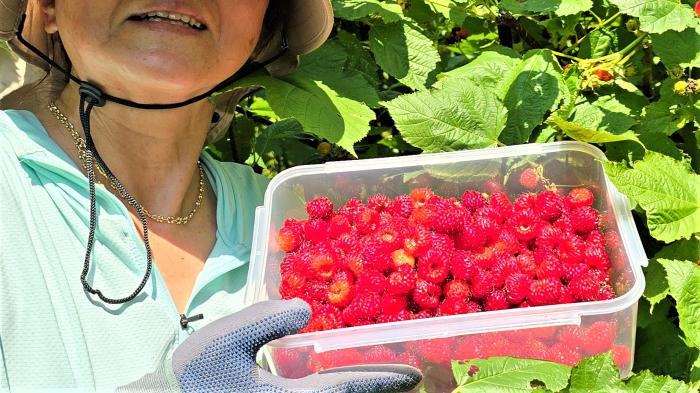 강화 석모도 산딸기를 수학하고 있는 주민 촬영 성수목기자