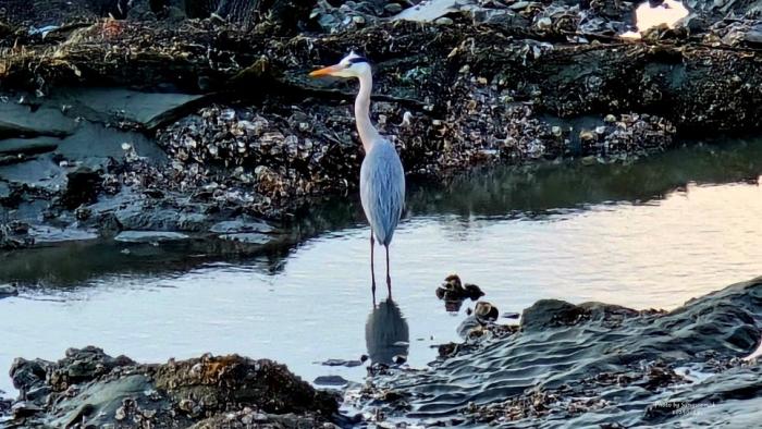 석모도호텔 앞 바다 사진 성수목기자