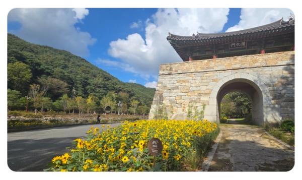 김제시, 해바라기 식재와 가을 테마 포토존 조성으로 새로운 볼거리 제공