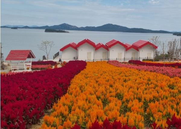 “조금은 불편해도 괜찮아”… 신안 병풍도, 맨드라미와 함께하는 10월의 힐링 섬 여행